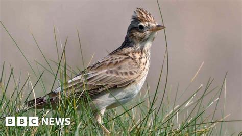 what is vatican city's national animal|Work begins on creating £7.3m Sandlilands wildlife haven .